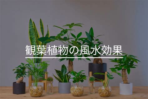 大葉植物 風水|風水効果がある観葉植物20選｜金運・恋愛運が上がるのは？置き 